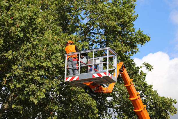 Dead Tree Removal in Greilickville, MI